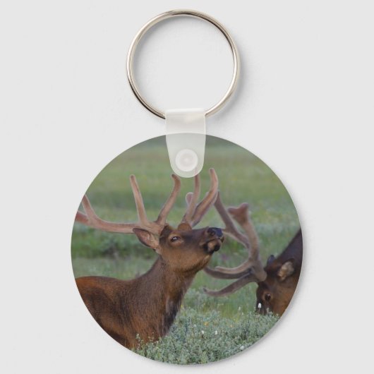 sleutelhanger eland (Voorkant)