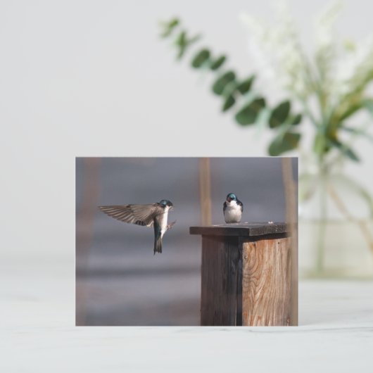 Slib 9659 briefkaart (Staand voorkant)