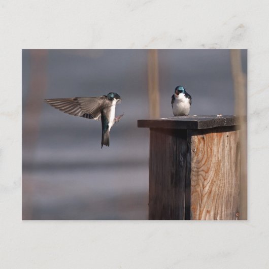 Slib 9659 briefkaart (Voorkant)