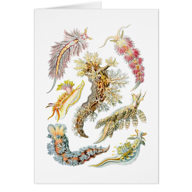 slib van zee (Voorkant)