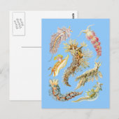 slib van zee briefkaart (Voorkant / Achterkant)