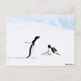 Sliding Adelie Penguin en Friend Briefkaart