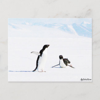 Sliding Adelie Penguin en Friend Briefkaart
