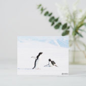Sliding Adelie Penguin en Friend Briefkaart (Staand voorkant)
