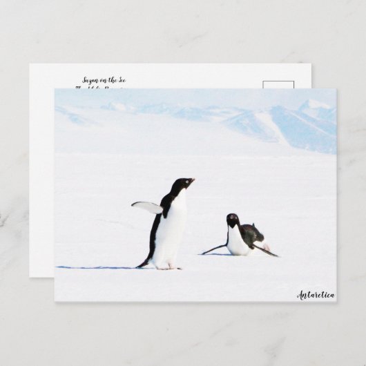 Sliding Adelie Penguin en Friend Briefkaart (Voorkant / Achterkant)