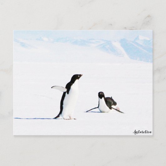 Sliding Adelie Penguin en Friend Briefkaart (Voorkant)