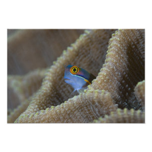 Slijmvis (Blenniidae) steekt zijn kop naar buiten Foto Afdruk