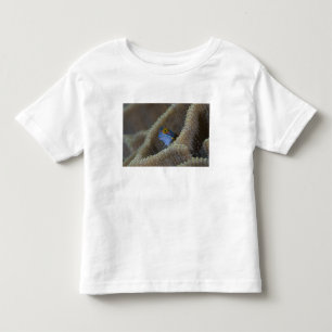 Slijmvis (Blenniidae) steekt zijn kop naar buiten Kinder Shirts