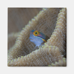 Slijmvis (Blenniidae) steekt zijn kop naar buiten Magneet