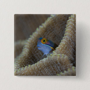 Slijmvis (Blenniidae) steekt zijn kop naar buiten Vierkante Button 5,1 Cm