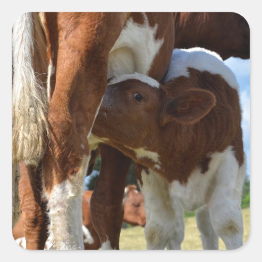 Slijpen van kalveren vierkante sticker (Voorkant)