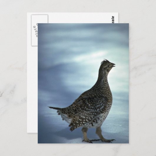 Slijpsnuitje Briefkaart (Voorkant / Achterkant)