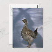 Slijpsnuitje Briefkaart (Voorkant / Achterkant)