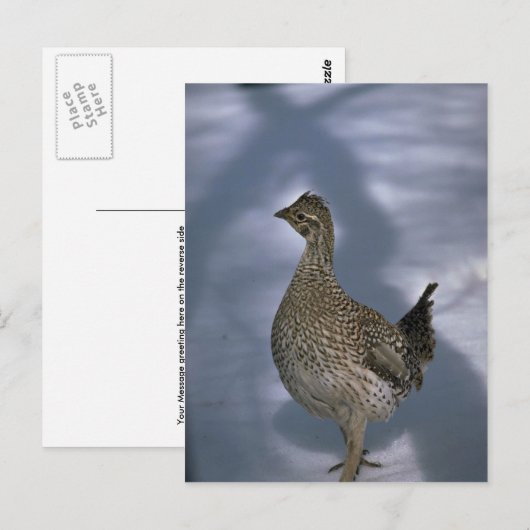 Slijpsnuitje Briefkaart (Voorkant / Achterkant)