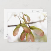 Slijpzaadkorrels, gevlekt briefkaart (Voorkant / Achterkant)