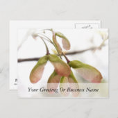 Slijpzaadkorrels, gevlekt briefkaart (Voorkant / Achterkant)