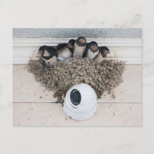 Slik de nestlings in het nest briefkaart
