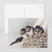 Slik de nestlings in het nest briefkaart (Voorkant / Achterkant)