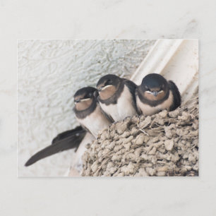 Slik de nestlings in het nest briefkaart