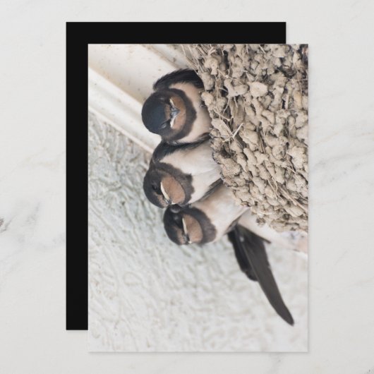 Slik de nestlings in het nest kaart (Voorkant / Achterkant)