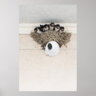 Slik de nestlings in het nest poster