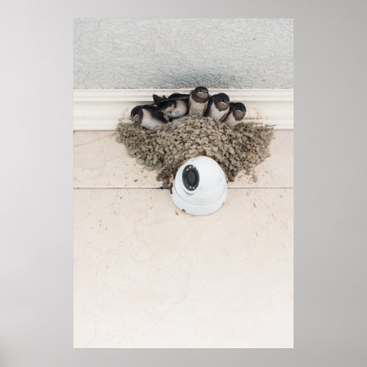 Slik de nestlings in het nest poster (Voorkant)