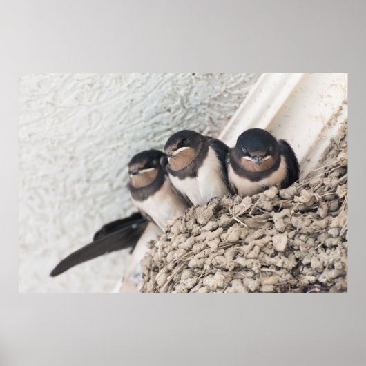 Slik de nestlings in het nest poster (Voorkant)