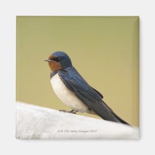 Slik door op een Wooden Ledge Magneet