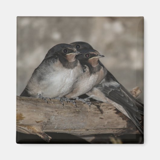 Slik jonge hondjes die op een tak rusten door magneet (Voorkant)