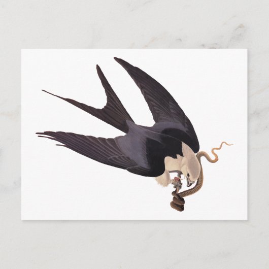 Slik Tailed Hawk door met Snake Audubon Briefkaart (Voorkant)