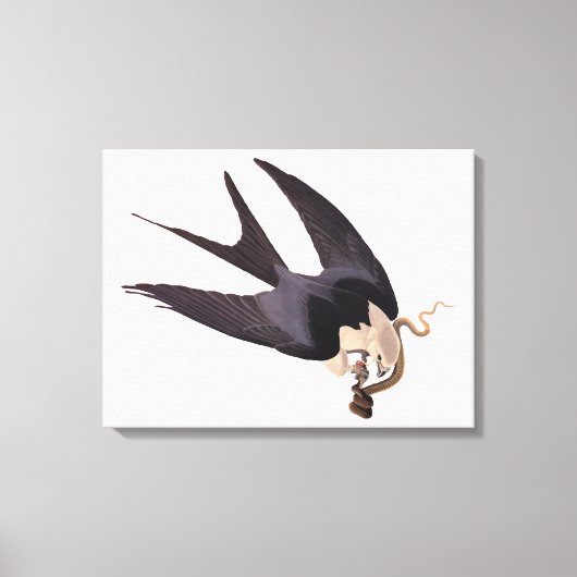 Slik Tailed Hawk door met Snake  Audubon Canvas Afdruk (Voorkant)