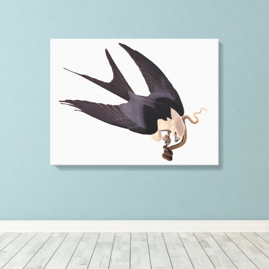 Slik Tailed Hawk door met Snake  Audubon Canvas Afdruk (Insitu (Houten vloer))