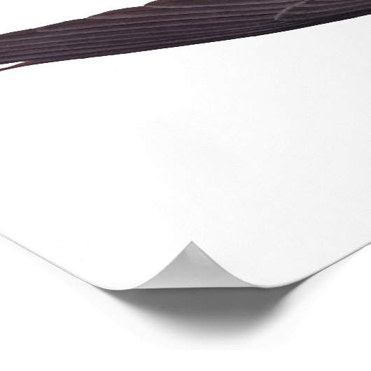 Slik Tailed Hawk door met Snake  Audubon Poster (Hoek)