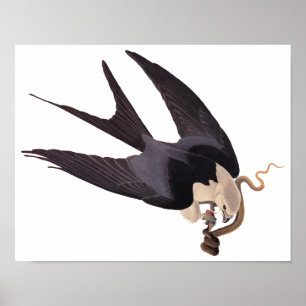 Slik Tailed Hawk door met Snake Audubon Poster