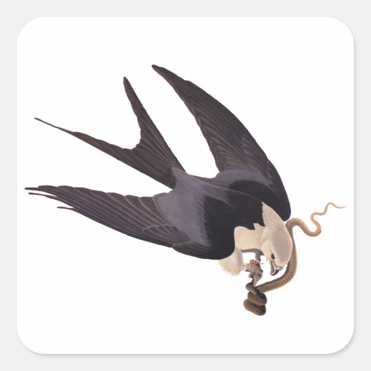 Slik Tailed Hawk door met Snake  Audubon Vierkante Sticker (Voorkant)