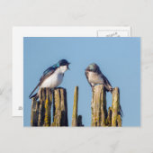 Slik van mannetjes en vrouwen briefkaart (Voorkant / Achterkant)