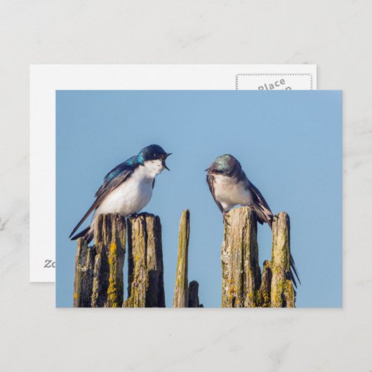 Slik van mannetjes en vrouwen briefkaart (Voorkant / Achterkant)