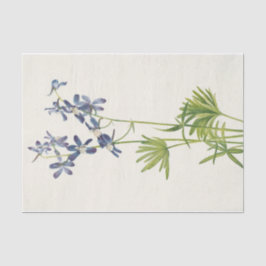 Slim Larkspur van Mary Vaux Walcott Tissuepapier
