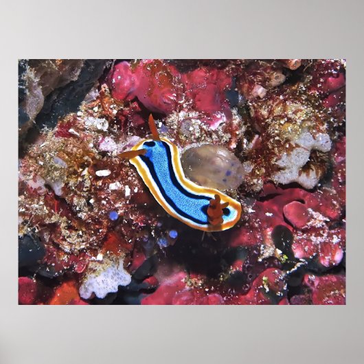 Slinking Nudibranch Poster (Voorkant)