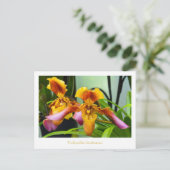 Slipper Orchid Paphiopedilum hirsutissimum Briefkaart (Staand voorkant)