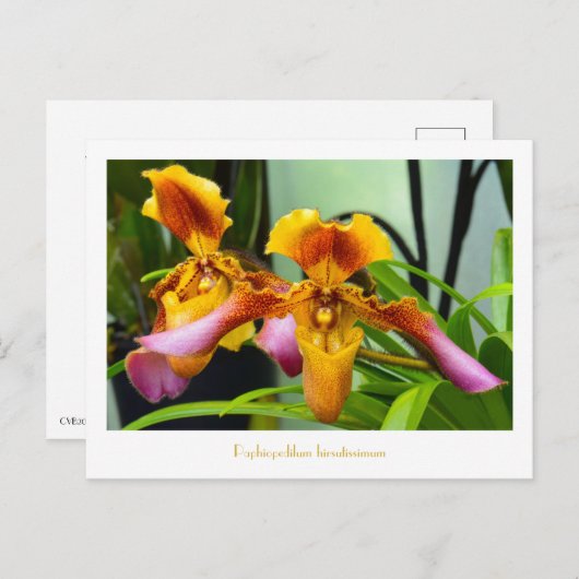 Slipper Orchid Paphiopedilum hirsutissimum Briefkaart (Voorkant / Achterkant)