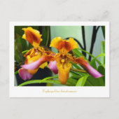 Slipper Orchid Paphiopedilum hirsutissimum Briefkaart (Voorkant)
