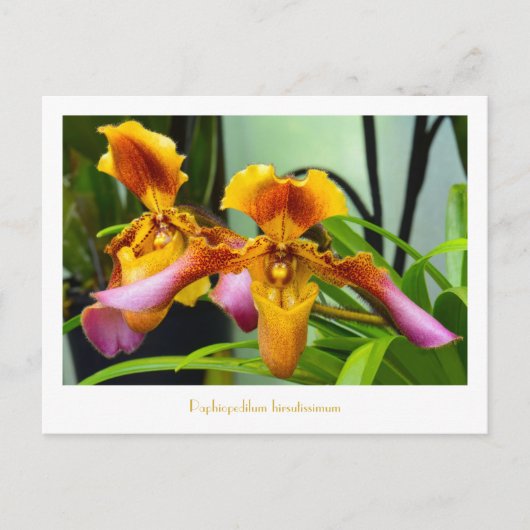 Slipper Orchid Paphiopedilum hirsutissimum Briefkaart (Voorkant)
