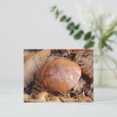 Slippery Jack Mushroom Briefkaart (Staand voorkant)