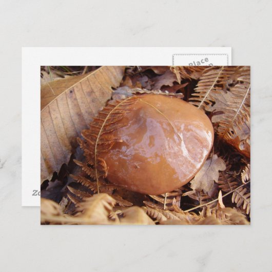 Slippery Jack Mushroom Briefkaart (Voorkant / Achterkant)