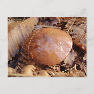 Slippery Jack Mushroom Briefkaart