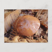 Slippery Jack Mushroom Briefkaart (Voorkant)