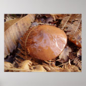 Slippery Jack Mushroom Poster (Voorkant)