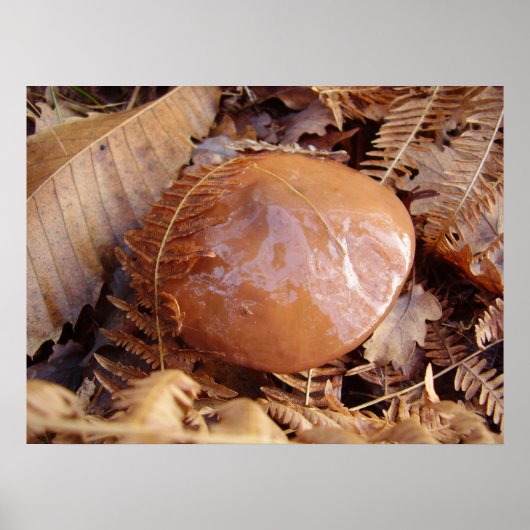 Slippery Jack Mushroom Poster (Voorkant)