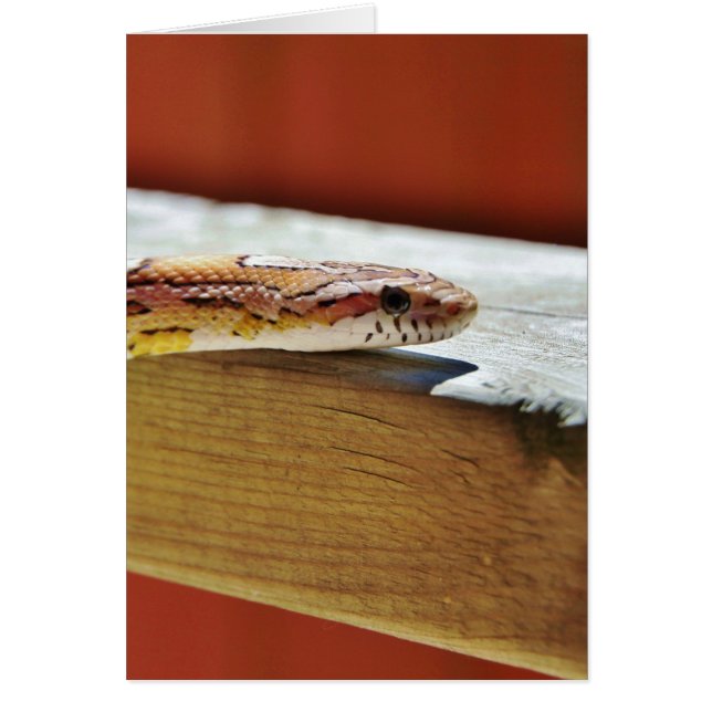 Slithering Red Corn Snake (Voorkant)